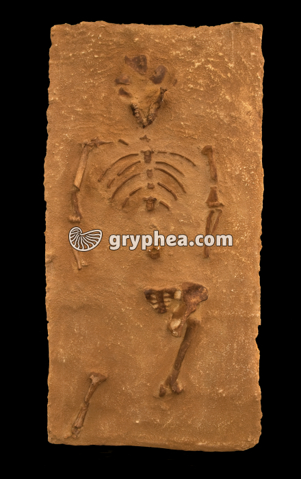 Lucy (Australopithecus afarensis, 3,2 Ma) - Moulage du squelette - gryphea.com